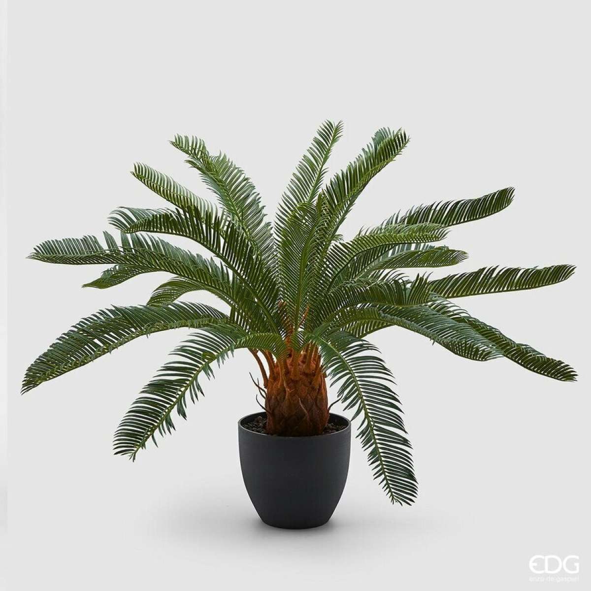 Immagine del prodotto Palma Cycas con Vaso h 72 Cm | EDG Enzo De Gasperi