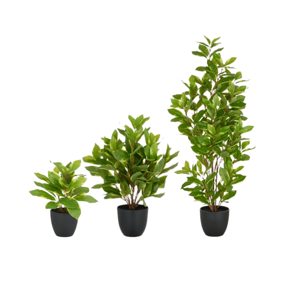 Immagine del prodotto Epipremnum Aureum con Vaso in Plastica - 3 Misure | Gasper since 1965