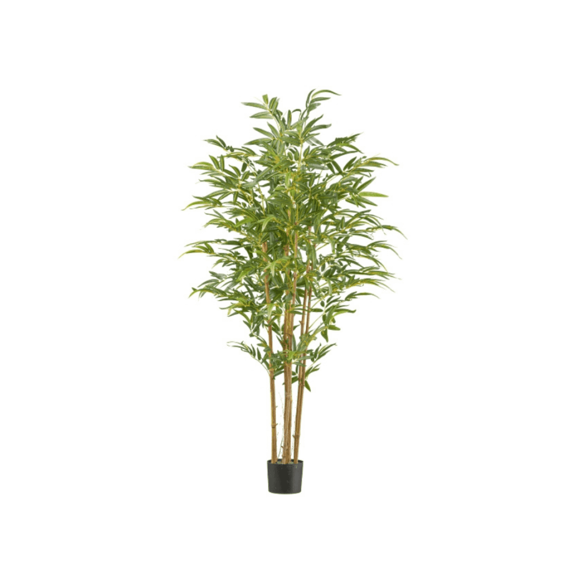 Immagine del prodotto Bamboo 180cm con Vaso in Plastica 18x15cm | Gasper since 1965